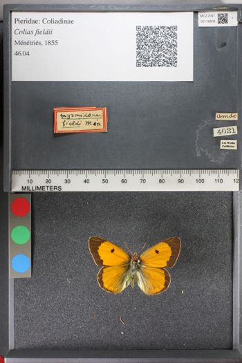 Media type: image;   Entomology 118808
